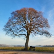 Baum im Herbst
