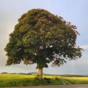 Baum im Sommer