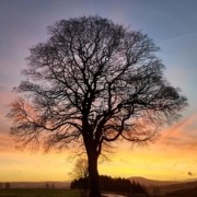 Baum Sonnenaufgang