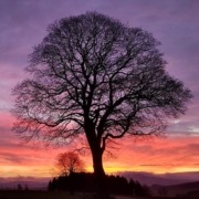 Baum im Sonnenuntergang
