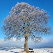 Baum im Winter
